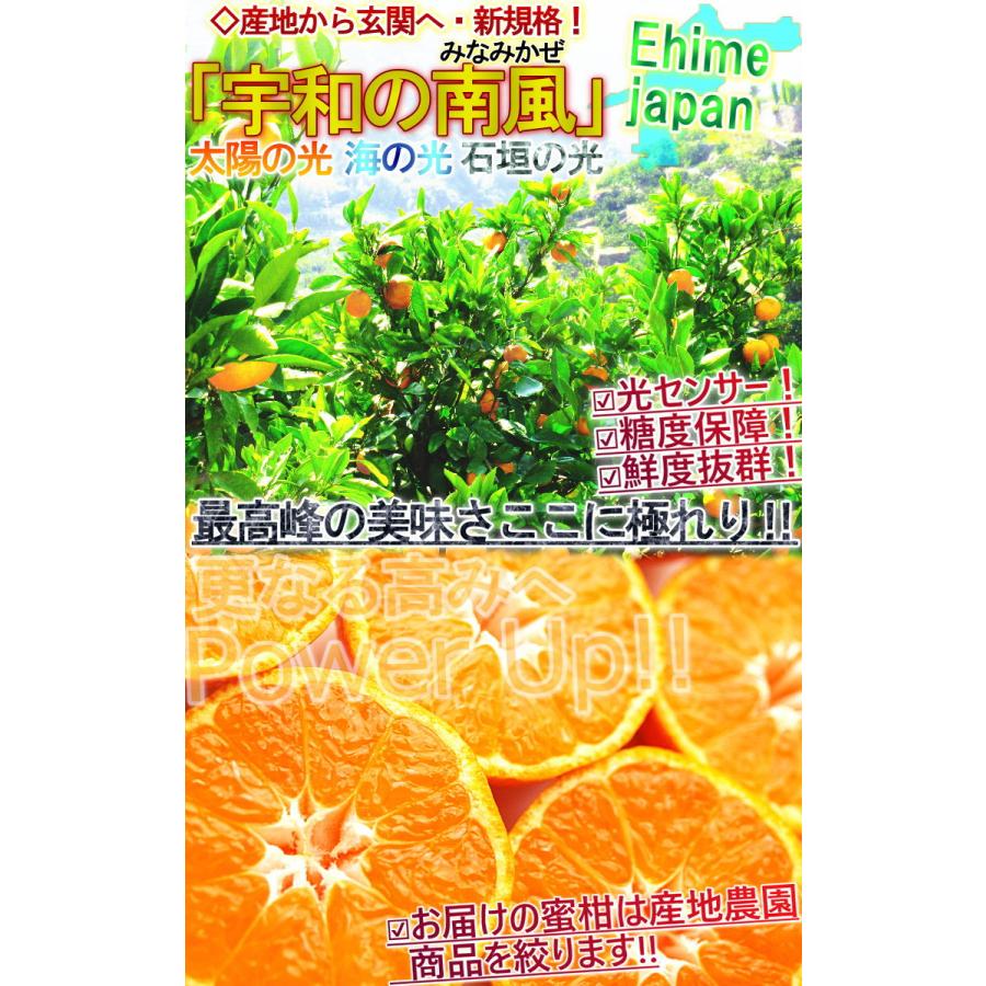 宇和の南風 みかん 愛媛県産 10kg 極早生から温州品種リレー  3S〜Sサイズ 小玉限定 JAえひめ南 光センサー　みなみかぜ　早生　宮川等