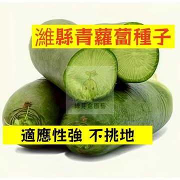 🌱【現貨-隔日到店】🥕濰縣青蘿蔔種子 LB-5 當季新種 翠綠如玉 家常蔬菜 四季高產蘿蔔 菜頭 田園庭院盆栽蔬菜種子
