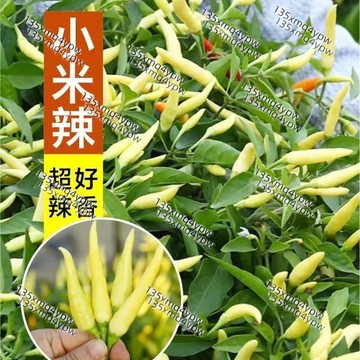 台灣現貨 白玉辣椒種子（100粒）四季高產 超辣 辣椒 四季種植蔬菜種子 陽台庭院盆栽蔬菜 辣椒種子