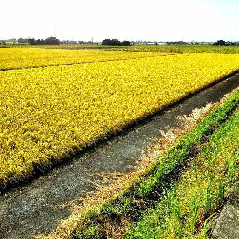 令和4年度産 新米 佐賀県産 植物性のみで育てたビーガン米10?玄米化学肥料、農薬、除草剤不使用