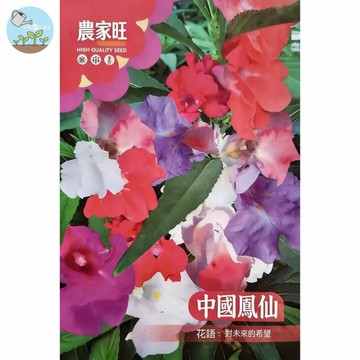 【原廠包裝】中國鳳仙種子(Chinese Impatiens) 2克裝 爆花機器 四季開花 陽台窗台必備 新手友善