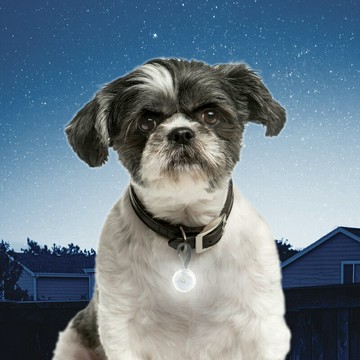 NiteIze奈愛派樂LED發光燈寵物吊墜PetLit水晶寶石安全提醒警示燈