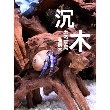 寄居蟹沉木攀爬～杜鵑根過江龍造景躲避蝦木裝飾擺件爬寵大號小號