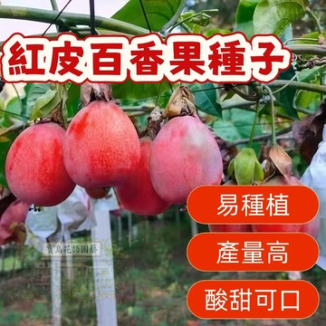 🔥紅皮百香果種子BXG-3 西番蓮種子 時計果 時鐘果Passion Fruit高產量 果實飽滿 薄皮 四季盆栽水果種子