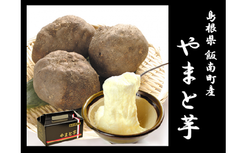 島根県飯南町産ヤマトイモ（つくね芋）約500ｇ×3個