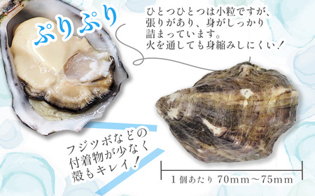 瀬戸内海産 殻付き牡蠣 「瑞宝（ずいほう）」＜20個入り＞ 生食可 真ガキ シングルシード 養殖 生牡蠣