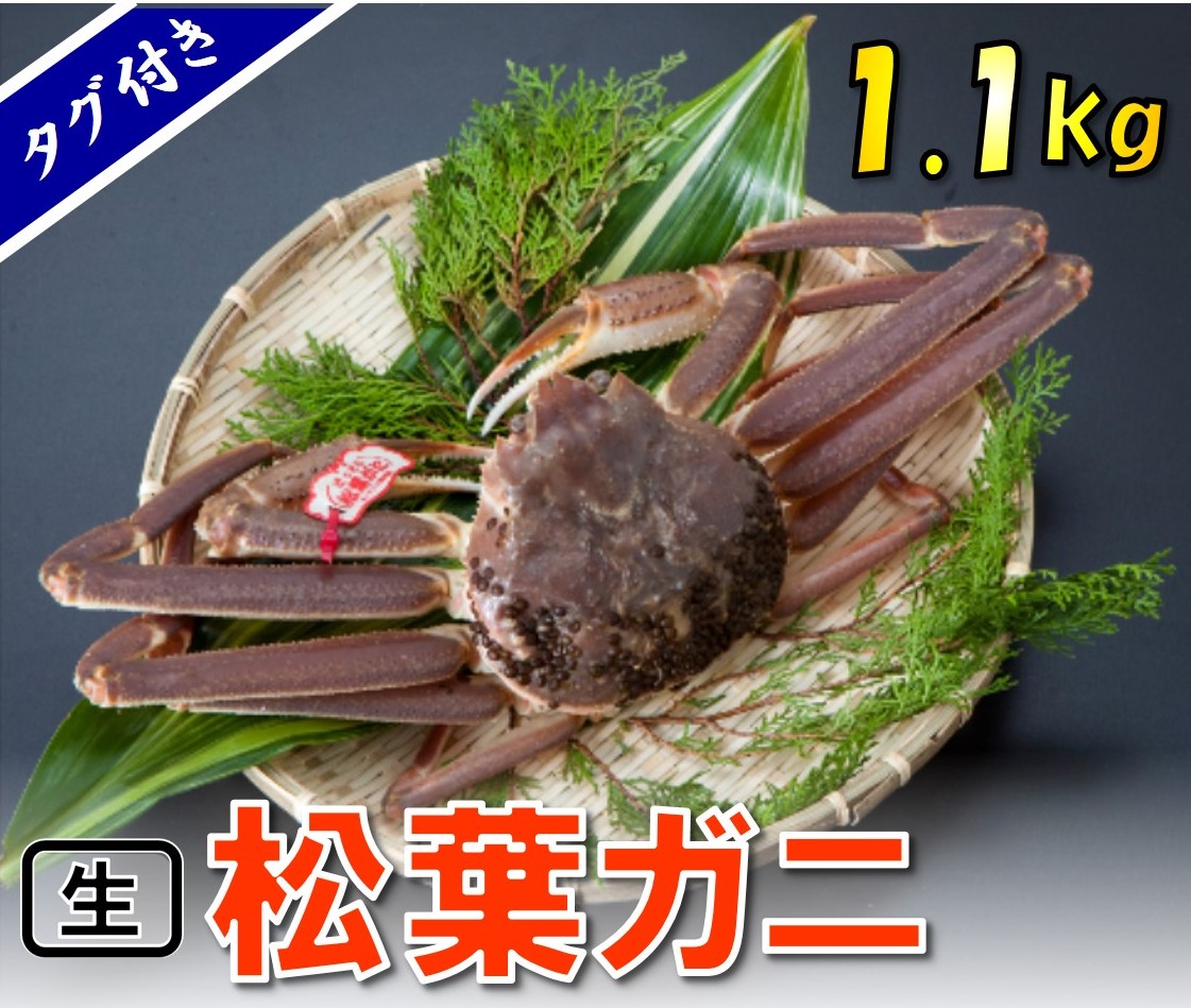 1129 タグ付き生松葉ガニ(特特大1,100ｇ)