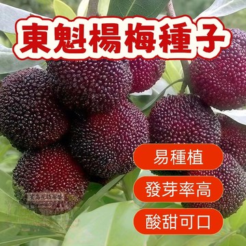💥東魁楊梅種子  純甜楊梅種子  今年新籽 發芽率高 產量高 適應性強 長勢旺盛  營養豐富 新手易種易活