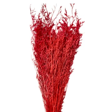 卡斯比亞 情人草 紅色 (120g) 1入