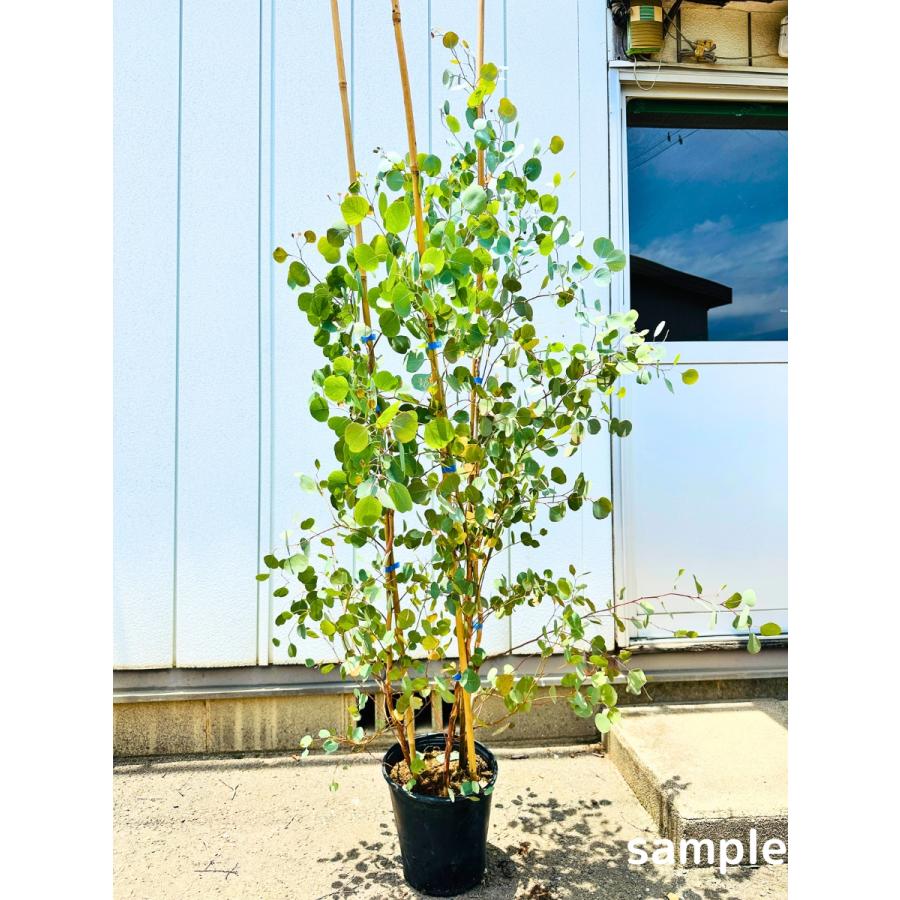ボリューム株　ユーカリ　グニー　鉢植え　苗　シンボルツリーに 大きめ♪ユーカリグニー テラコッタ鉢植え 苗 シンボルツリー