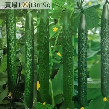 現貨🥒【7款黃瓜種子】（100粒）🥒當年新種水果黃瓜節節瓜小黃瓜種子 地栽陽臺盆栽四季播種蔬菜種籽 四季水果黃瓜蔬菜種子