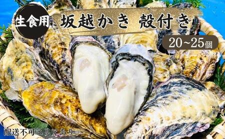 牡蠣 生食用 坂越かき 殻付き 20～25個[ 生牡蠣 真牡蠣 かき カキ 冬牡蠣