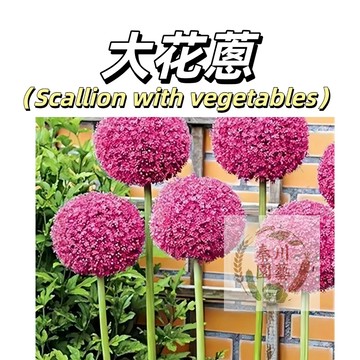 嘉義現貨現發 （大花蔥種子蝦夷蔥） 種子超多款 別名大花蔥 超高發芽率 高達90% 四季易種植 耐寒耐熱