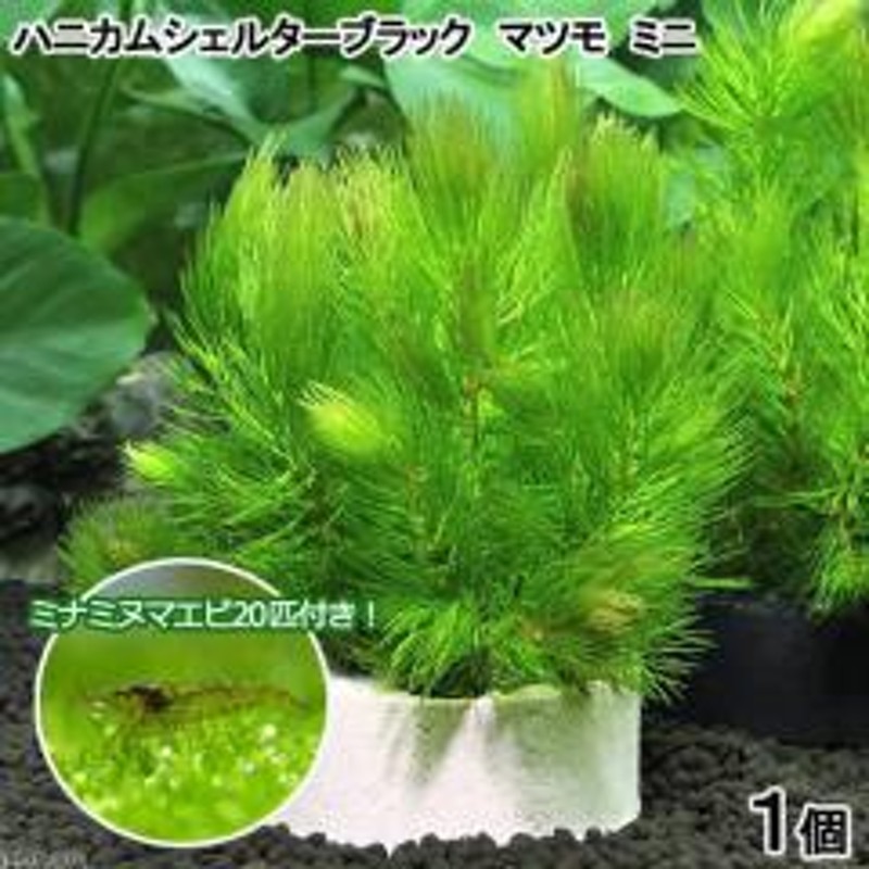 エビ 水草 ハニカムシェルターマツモ ミニ 無農薬 １個 ミナミヌマエビ ２０匹 北海道 九州 沖縄航空便要保温 通販 Lineポイント最大1 0 Get Lineショッピング