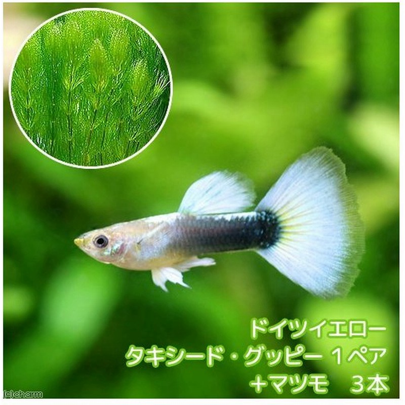 熱帯魚 水草 ドイツイエロータキシード グッピー 国産グッピー １ペア マツモ ３本 北海道 九州航空便要保温 通販 Lineポイント最大0 5 Get Lineショッピング