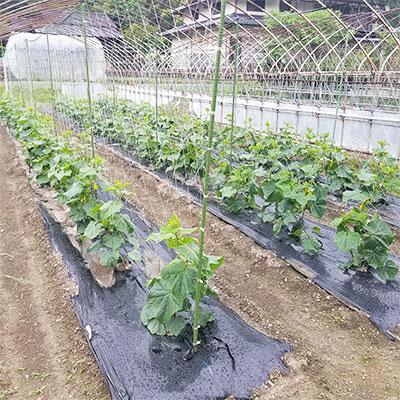 ふるさと納税 下呂市 ＼産地直送 朝採れ!! シェフセレクト春夏野菜セット:発送時期:6月下旬から9月末まで!