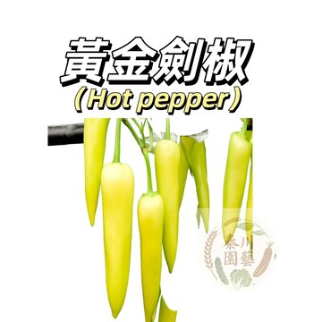 嘉義現貨（黃金劍椒種子LJ-10 ）（中辣）黃皮大果辣椒種子早熟高產微微甜四季種植庭院果菜