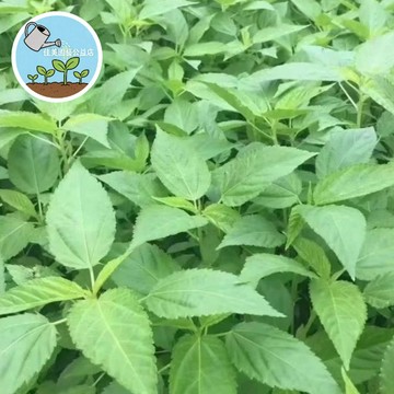 【🌿台中名物】黃麻葉種子 麻薏/麻葉菜 夏日消暑聖品 鈣鐵高纖 耐熱快長蔬菜 家庭有機種植 新手友善
