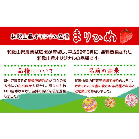 ふるさと納税 苺 いちご まりひめ 約500g 250g × 2パック お試し パック 苺 イチゴ 紀の里農業協同組合《2月中旬-3月末頃より順次.. 和歌山県紀の川市