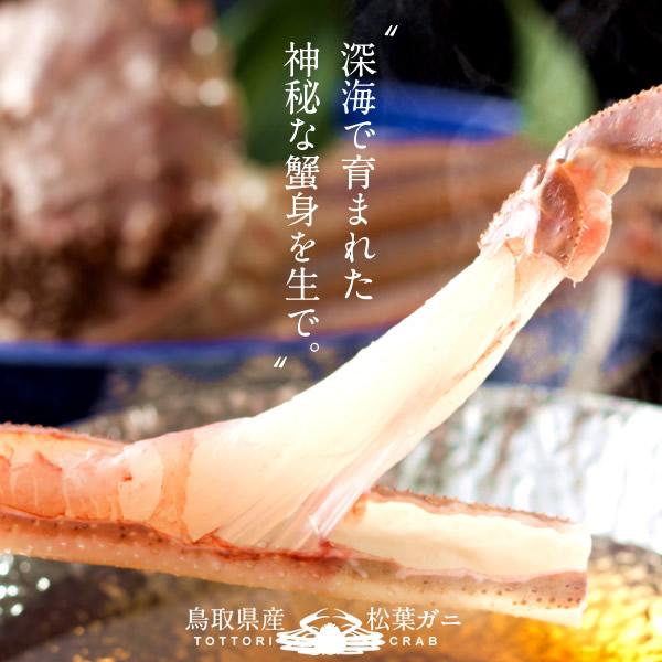 松葉ガニ タグ付き 松葉蟹［中］500g×3尾 活まつばがに 生きたまま 新物 鳥取県産 生 マツバガニ 日本海ズワイガニ［お歳暮 2023 ギフト 御歳暮］