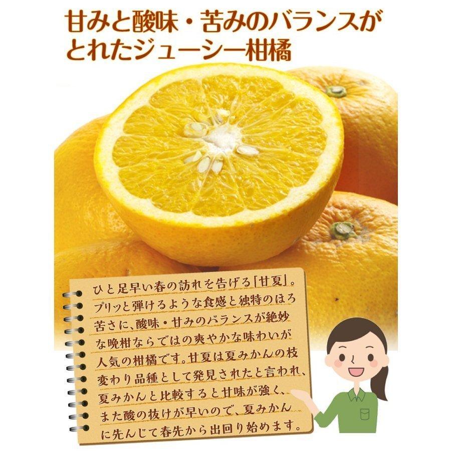 みかん 10kg 甘夏 熊本産 ご家庭用 送料無料 食品