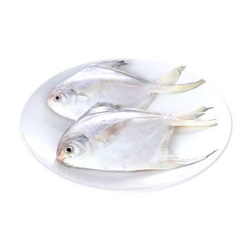 巧莊園頂級野生大白鯧魚鮮凍組