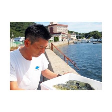 ふるさと納税 淡路島3年とらふぐ活てっさ（6〜7人前）◆配送10月1日〜4月15日 兵庫県南あわじ市