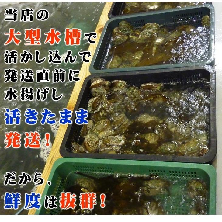 活蝦夷あわび 100ｇ　5枚[あわび]