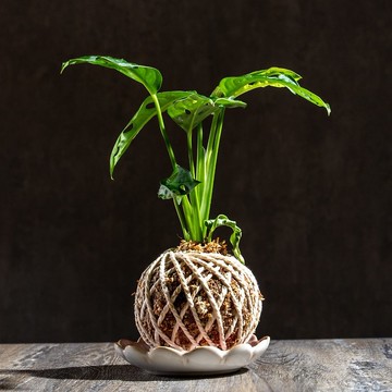 洞洞蔓綠絨苔球 苔球植物 苔玉 室內植物 辦公室植物 交換禮物