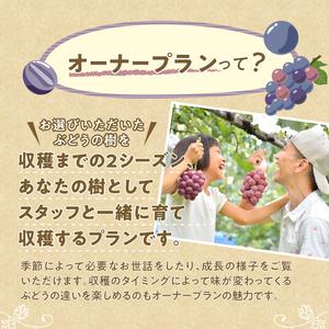 ふるさと納税 忍野村産　ぶどうの樹（シャインマスカット他、品種は相談の上決定します）　２シーズンオーナープラン　苗木植付、栽培、収穫 山梨県忍野村