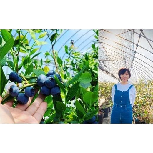 ふるさと納税 茨城県 鉾田市 朝採り＜完熟＞ブルーベリー 400g