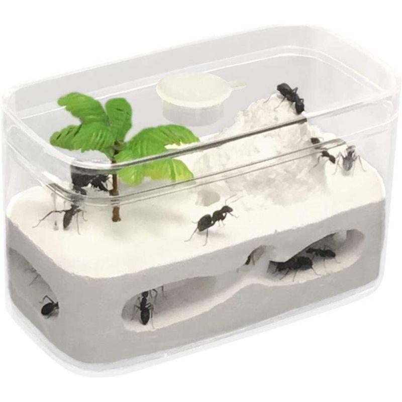 アリ飼育用石膏巣 モルタルケース、餌場、餌入れセット！ アリの