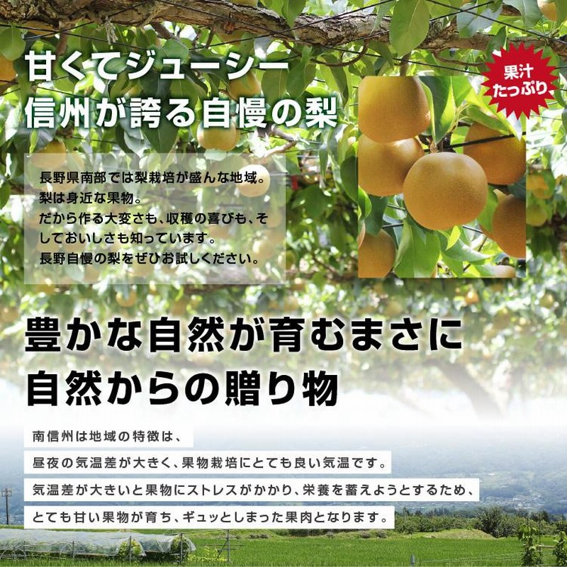 訳あり 梨 10kg 送料無料 長野県産 選べる品種！ 幸水 豊水 二十世紀