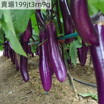 現貨🍆【紫皮長茄種子】（250粒）當季紫把細茄子種子 四季農家嫩茄新鮮蔬菜長茄子種籽 農家庭院菜園盆栽種植 高產