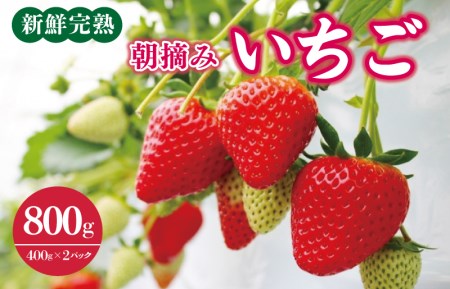 新鮮完熟 朝摘みいちご 800g（400g×2パック）先行予約