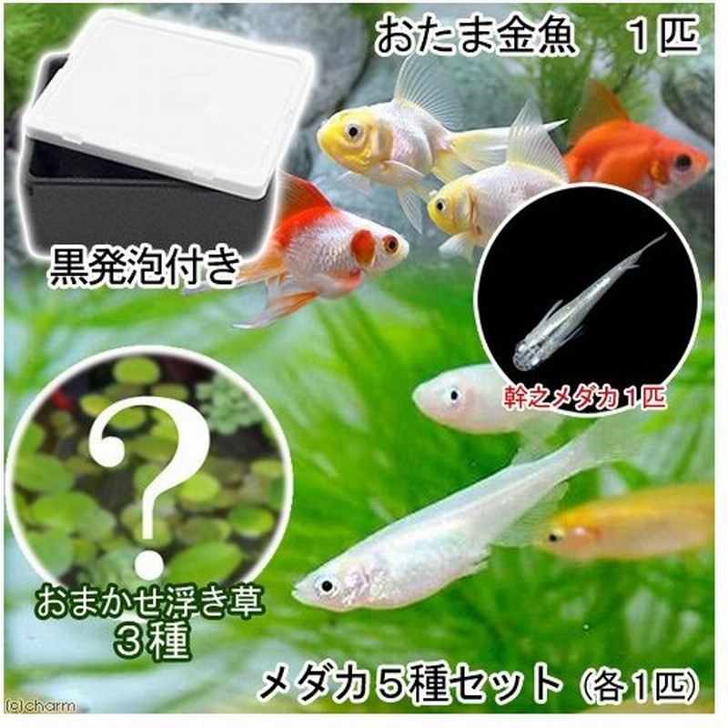 めだか 水草 水辺のなかよし飼育セット メダカ５種とおたま金魚 浮き草 幹之メダカ付き 本州四国限定 お一人様３点限り 通販 Lineポイント最大0 5 Get Lineショッピング