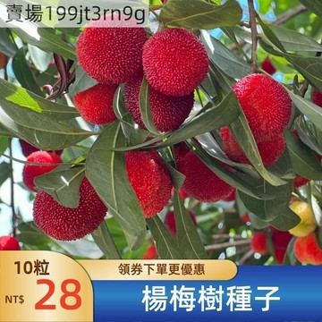 現貨🌲【楊梅樹種子】（50粒）🌲現貨速發 |四季楊梅樹種籽 |大果多汁| 盆栽地栽田園庭院種植| 多年生楊梅樹種子