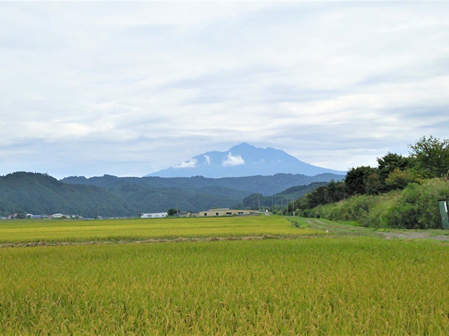 青森県鰺ヶ沢町産令和5年産 つがるロマン 白米 5kg（5kg×1袋）