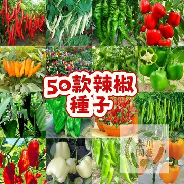 現貨（50款辣椒種子）四季辣椒大全香辣爆辣特辣微辣中辣辣椒種子長線椒薄皮螺絲椒高產甜椒早熟朝天椒魔鬼椒印度椒蔬菜種子