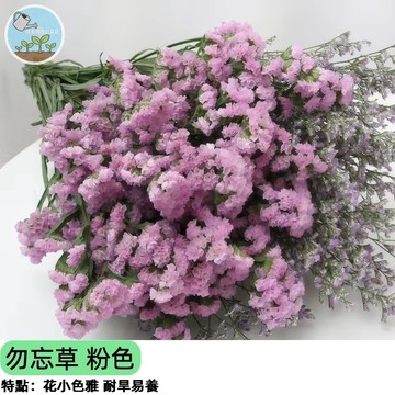 💗【夢幻粉紅】勿忘草種子 粉紅佳人 浪漫花海速成 陽台盆栽/花壇切花 耐陰好種 蜜源植物 四季播種新手好養