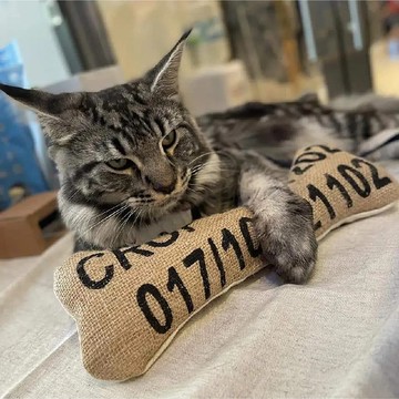 不求人狗骨頭 / 搥背棒