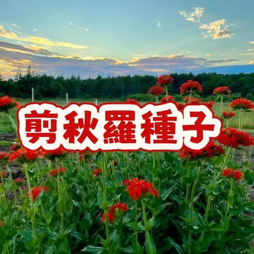 台灣現貨 剪秋羅種子 花種子 盆栽花種 庭院花卉 四季易種 耐熱開花 蜜源植物 石竹科 直播小盆栽 陽台綠化 開花機器