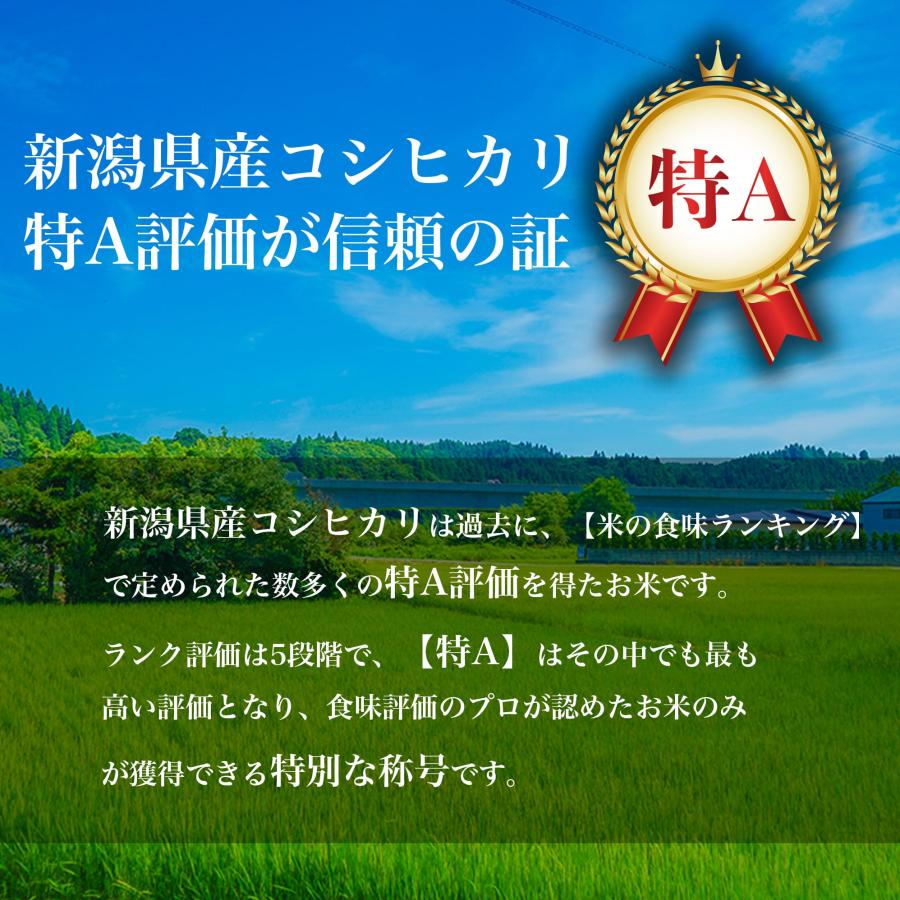 新米 米 お米 5kg 新潟県産 こしひかり 白米 5キロ 令和4年産 5kg×1袋 精米