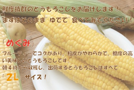 北海道産 とうもろこし 恵味 めぐみ 2L 20～22本 朝採り トウモロコシ 玉蜀黍 コーン とうきび 大きめ スイートコーン 甘い 旬 夏 新鮮 もぎたて 朝採れ 産地直送