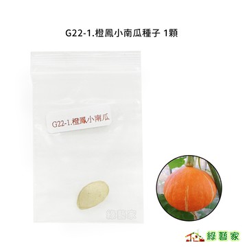 G22-1.橙鳳小南瓜種子1顆 //一代交配，果皮橘色，果肉深黃色，粉質，肉質甜。授粉後約45-50天可採收【綠藝家】