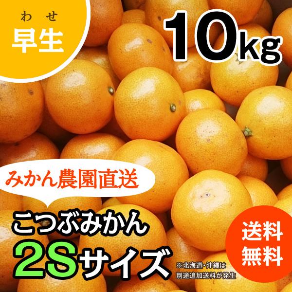 こつぶみかん 10kg (早生)甘味と酸味が調和したみかん (出荷:11月下旬-1月)