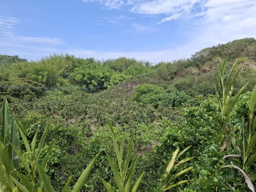 玉井九層林國小9分菓園林地吉售虎尾寮裕農S096｜台南市玉井區九層林段