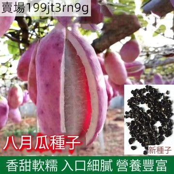 現貨🍈【包對版八月瓜種子】（25粒）🍈 2025新種當年結果 盆栽 地栽紫果八月瓜樹種子 庭院爬藤植物食用水果八月炸種子