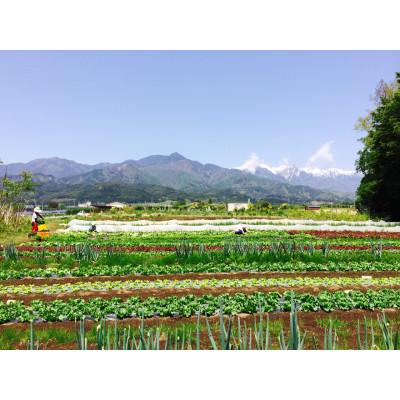 ふるさと納税 松川町 季節の野菜詰め合わせセット