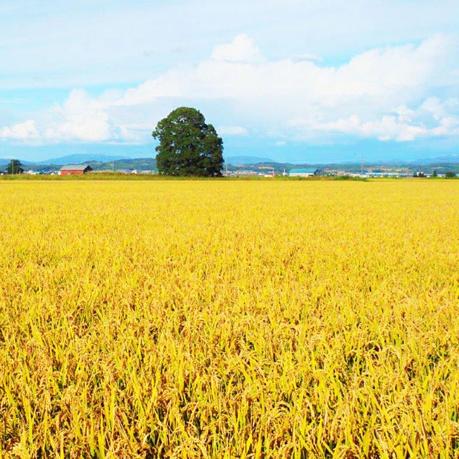米 お米 ゆめぴりか 無洗米 5kg 小容量 北海道産 令和5年産 白米 ごはん